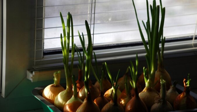 Stādām sīpolus un audzējam pirmos zaļumus – padomi sulīgai pirmajai ražai