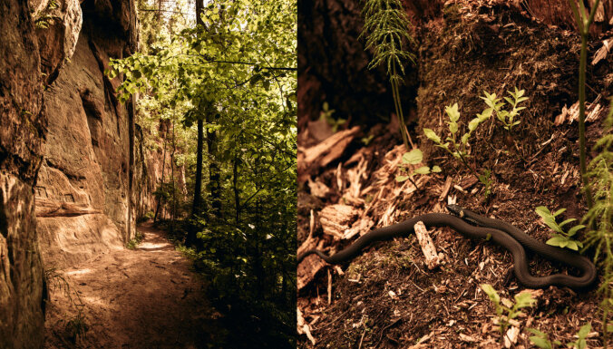 Foto: Varenās Līču-Laņģu klintis paslēpušās meža plīvurā
