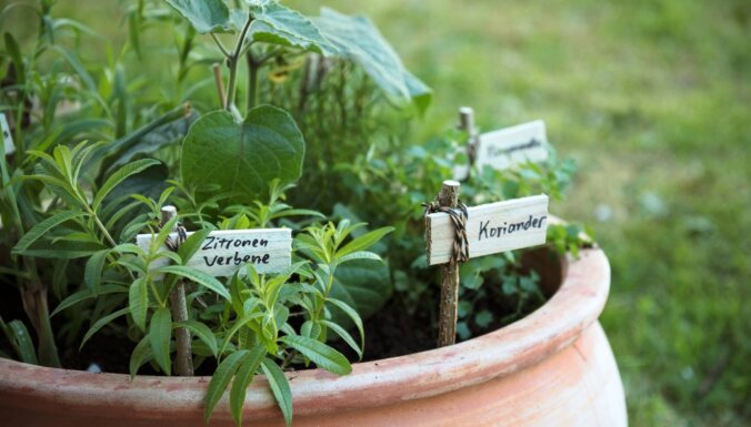 10 radošas idejas etiķetēm, lai dārza darbi būtu organizētāki