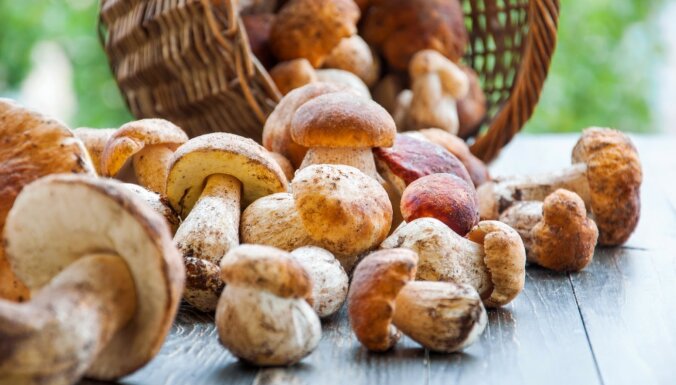 Почти каждый житель Латвии хотя бы раз в жизни собирал грибы