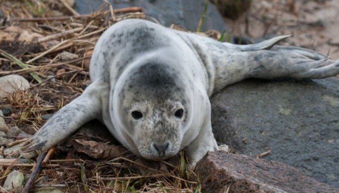 На Южно-Курземском побережье весной на берег вымыто много мертвых тюленей