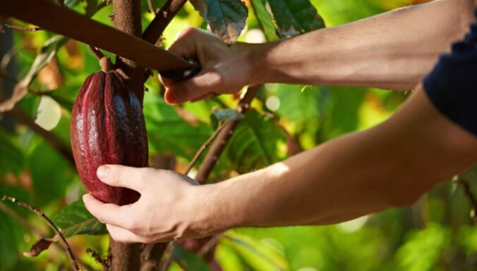 Ceļš līdz saldajam rezultātam – kā aug kakao pupiņas