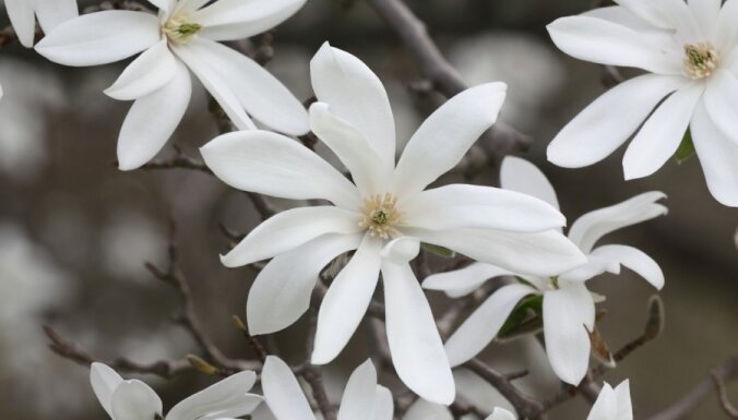 Rīgā cēli plaukst magnolijas