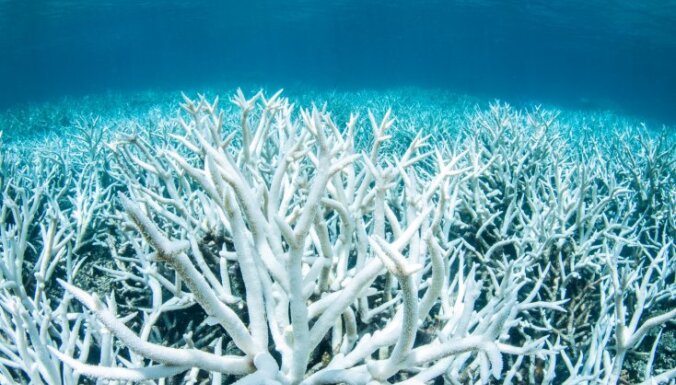 Ученые: Большой Барьерный риф белеет из-за потепления