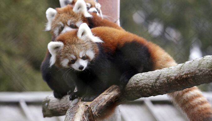 Осенью в Рижском зоопарке начнут строить жилища для красных панд