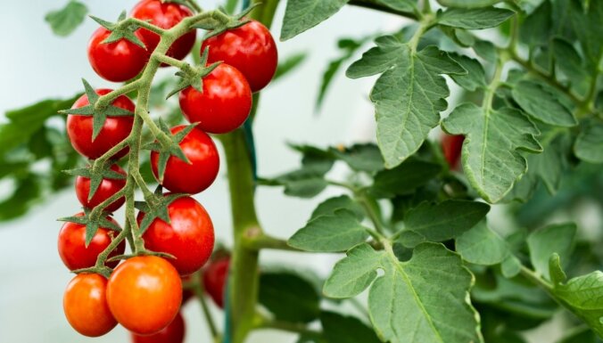 Tomāti zem klajas debess: audzēšanas gudrības un labākās lauka tomātu šķirnes