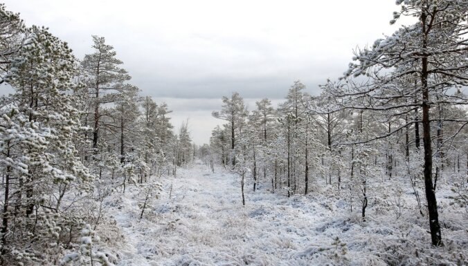 'Latvijas valsts meži' gadu plāno noslēgt ar 404,8 miljonu eiro apgrozījumu
