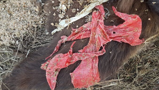 Медведь, которого усыпили под Гулбене, страдал от язвы желудка из-за неподходящей пищи и пластика