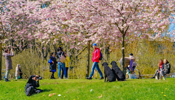 ФОТО: Рижане гуляют по парку Победы и любуются цветением сакуры