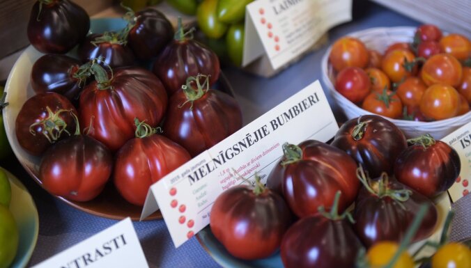 Latvijas Nacionālajā dabas muzejā atcelta tradicionālā tomātu izstāde