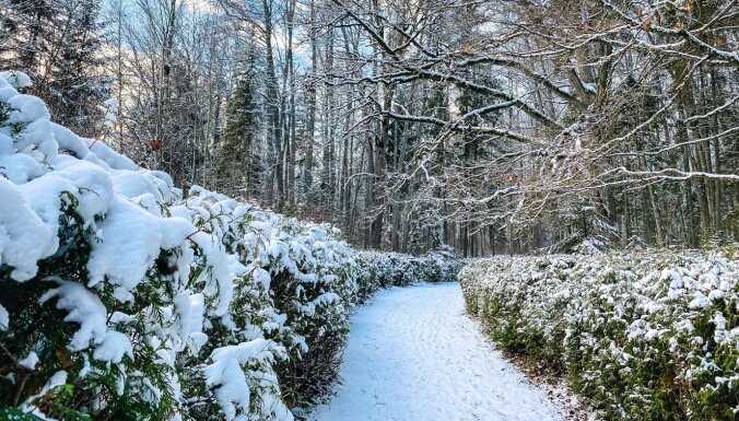Foto: Ziemīgi skati – Skrīveru dendroloģiskais parks sniega segā