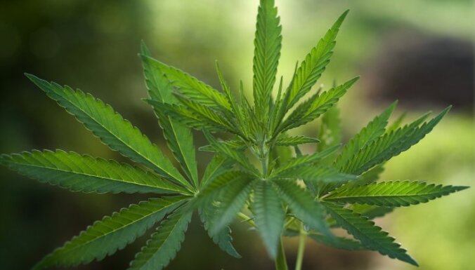 В Латгалии обнаружили две плантации марихуаны