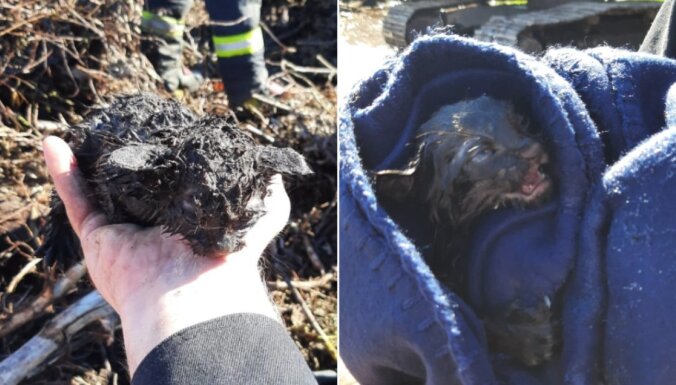 Под Вентспилсом пожарные потушили горящую кучу веток и спасли котенка