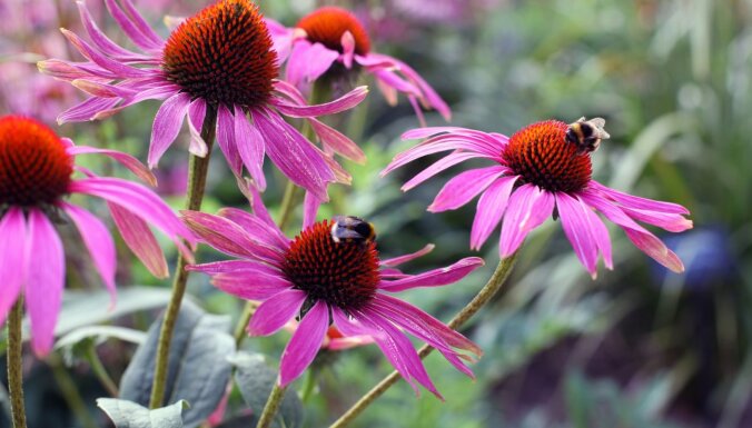 27 augi dārzā, kas piesaistīs tauriņus un bites