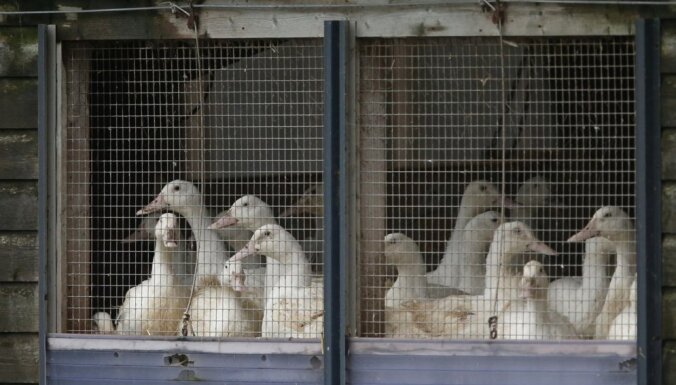 Nīderlandē putnu gripas uzliesmojuma dēļ izkauj 190 tūkstošus pīļu