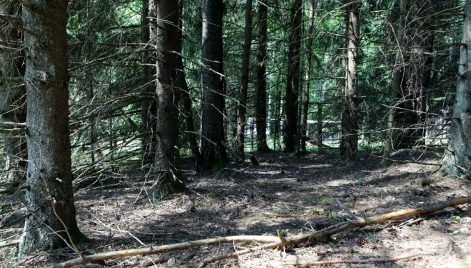 Pokaiņu mežā veiks mežsaimnieciskos darbus mizgrauža izplatības ierobežošanai
