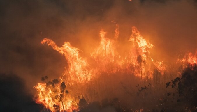 ФОТО, ВИДЕО: Более миллиарда животных погибло в катастрофических пожарах в Австралии