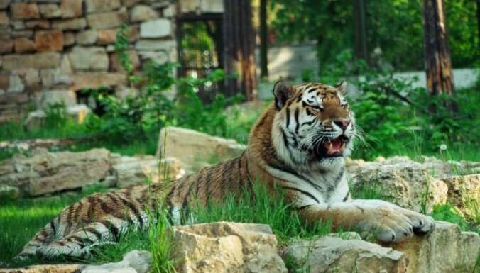 Рижский зоопарк намерен привлекать миллион посетителей в год