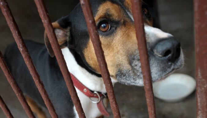 В Риге отловили более 530 бродячих собак