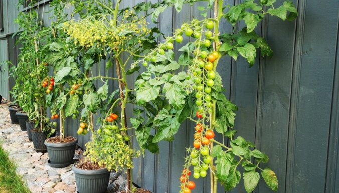 Pieredzes stāsts: kā no pārgrieztiem veikala tomātiem izaudzēt ražu