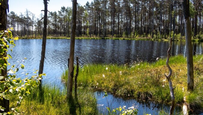ФОТО. Сквозь заросли черники: Природная тропа болота Аклайс