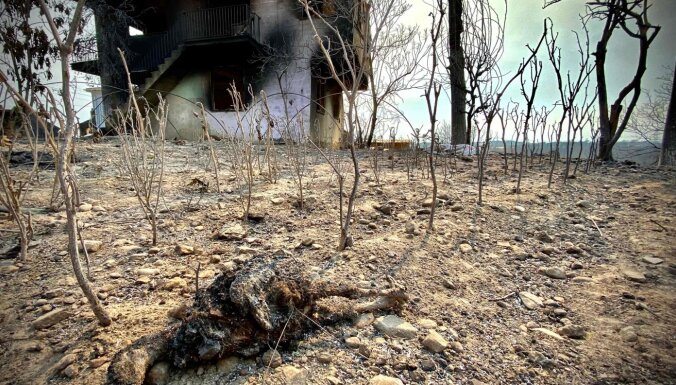 В Турции задержали подозреваемого в поджоге лесов. Юг страны объявлен зоной бедствия