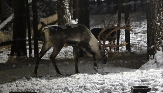 Rīgas zoodārzā sāksies naksnīgās pastaigas