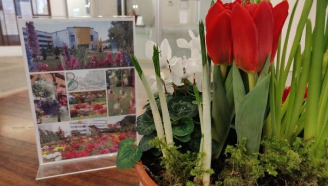 Foto: Bulduru Dārzkopības vidusskolas stikla 'pilīs' jau uzplaucis pavasaris