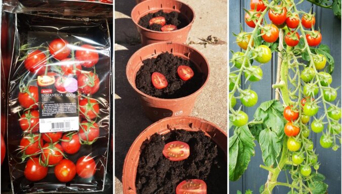 Iedvesmas deva radošai tomātu audzēšanai