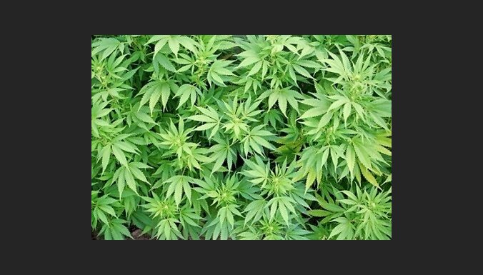 Сейм отказался декриминализировать выращивание марихуаны "для себя"