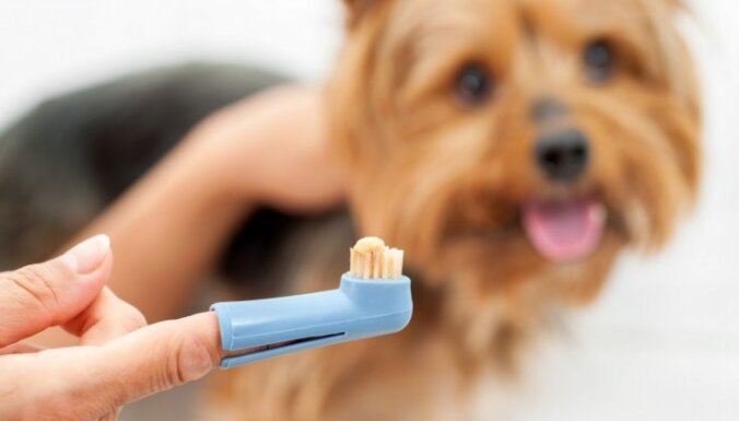 Kāpēc sunim smird mute?