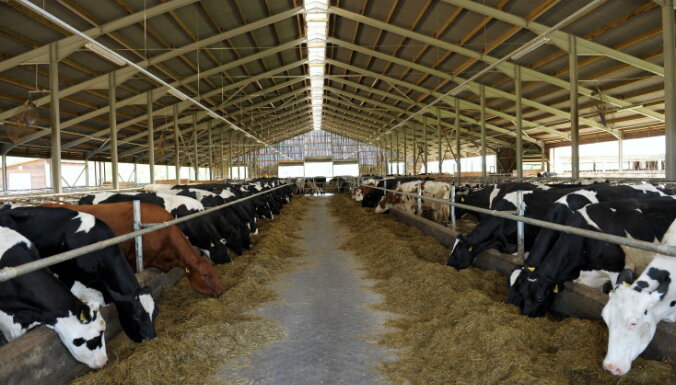 Latvijā piecu gadu laikā no piena ražošanas nozares izstājušās vairāk nekā 8100 saimniecības
