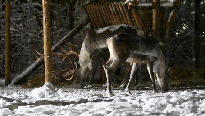 ФОТО. В Рижском зоопарке начинаются Зимние ночи