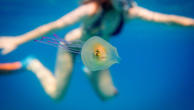 Нашествие медуз на побережье Рижского залива: спасать или бояться?
