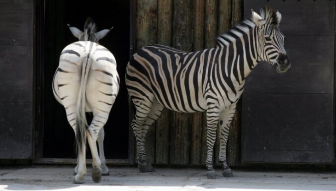 Пожар в Рижском зоопарке: погибли зебры, страусы и антилопа