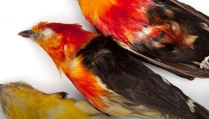 История самой странной музейной кражи: как одержимый студент похитил сотни мертвых птиц и ушел от полиции