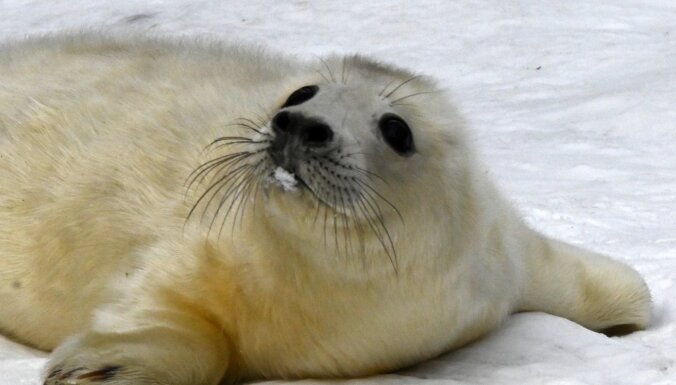 Foto: Rīgas zoo roņu mātei Kristai piedzimis mazulis