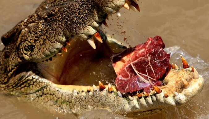 Krievijā liellopu un cūkgaļas importu aizvietos ar krokodilu gaļu