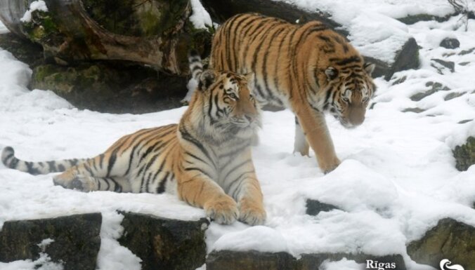 ФОТО: Обитателей Рижского зоопарка зима не пугает