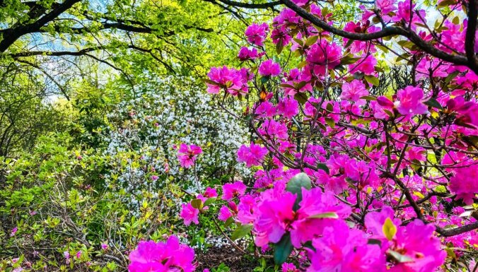 Lauku puķes, rapsis un lavandas – pieci ziedoši galamērķi Latvijā visas vasaras garumā