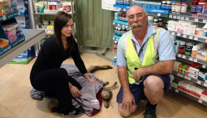 В Австралии раненый кенгуру заскочил в аптеку