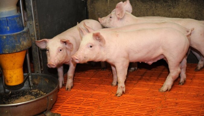ПВС запретила ввозить из Литвы корм для животных из-за чумы
