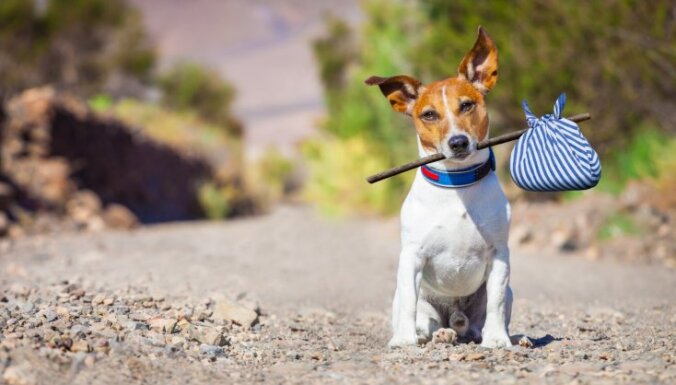 Как подготовиться к путешествию с собакой: три совета кинолога