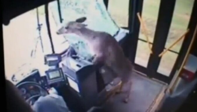 Video: briedis ASV izlido cauri braucoša autobusa vējstiklam