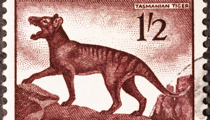 Ученые решили восстановить исчезнувший вид тасманийского тигра. Деньги на это дали биткоиновые миллиардеры