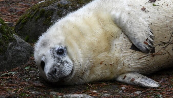 В Рижском зоопарке состоятся дни тюленей