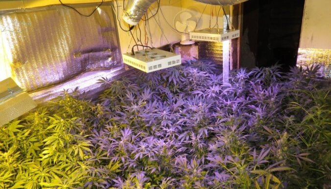 дома выращивали марихуану