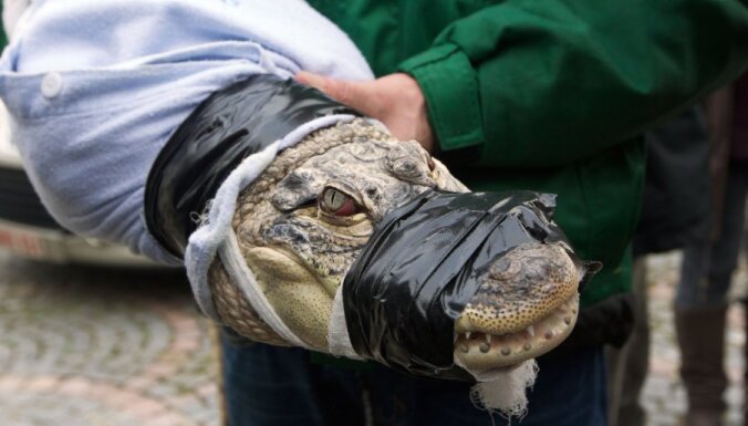Через два года пойман сбежавший из зоопарка крокодил