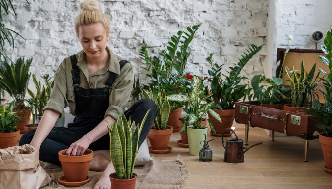Pieci vērtīgi padomi istabas augu pārstādīšanai pavasarī
