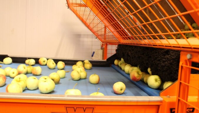 Tonnām jēpju un sava meteo stacija: kā Saldus novadā audzē ābolus